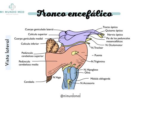 Pin De Lucybenavidesmelo En Neuro Semiolog A Quiasma Optico Medicina