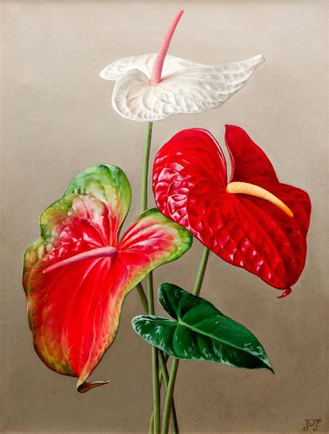 Anthurium Care Complete Guide To Caring For Flamingo Flower Artofit