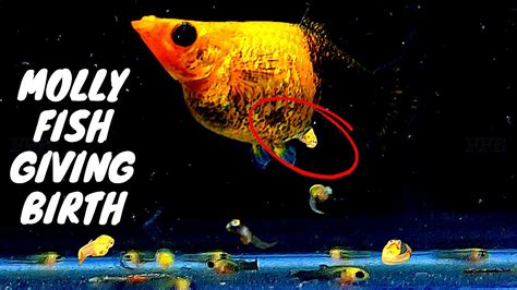 Gold Dust Mollyfish Giving Birth To 68 Babies And How To Rise Molly