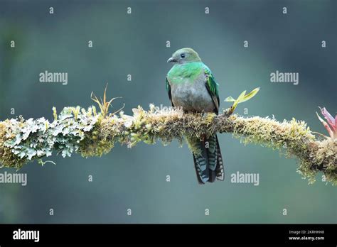 Resplendent Quetzal Pharomachrus Mocinno Central Hi Res Stock