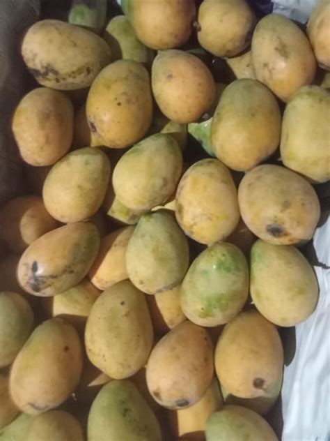 Green Himsagar Mango Fruit Crate Packaging Size Kg At Kg In