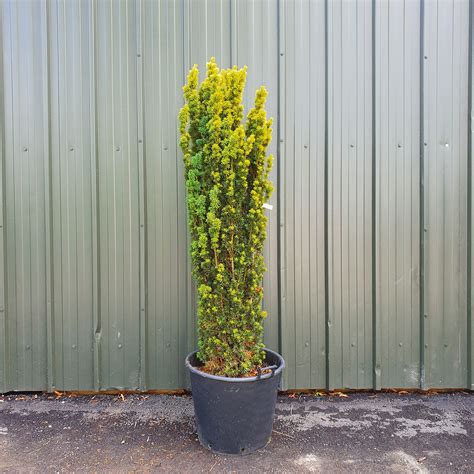 Taxus Baccata Fastigiata Aurea Golden Irish Yew