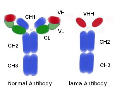 Llama Antibodies – Small is Powerful - Abcore