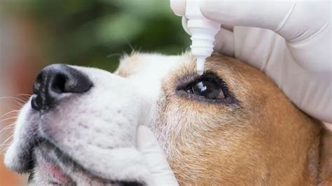 Conjuntivitis en Perros de Caza Causas Síntomas y Tratamiento