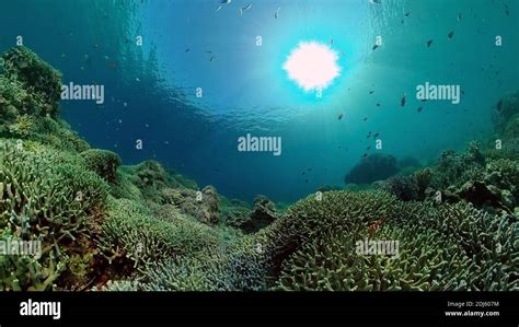 Tropical Colourful Underwater Seascape The Underwater World With