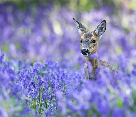 Bbc Two Springwatch Your Spring Wildlife Photography Top Ten Countdown