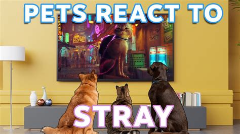 Pets React To Stray How Do Cats And Dogs Respond To Stray Youtube