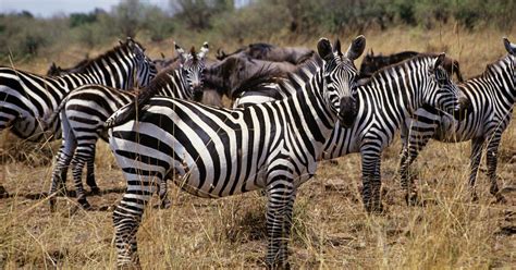 International Zebra Day The Holiday S History Zebra Fun Facts