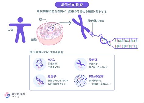 遺伝学的検査とは何ですか？ 遺伝性疾患プラス