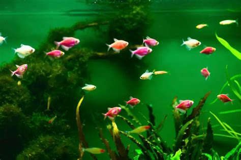 GloFish Tetra Male or Female ? How To Tell