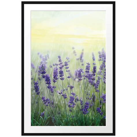 East Urban Home Gerahmtes Poster Schöner Lavendel im Regen Wayfair de