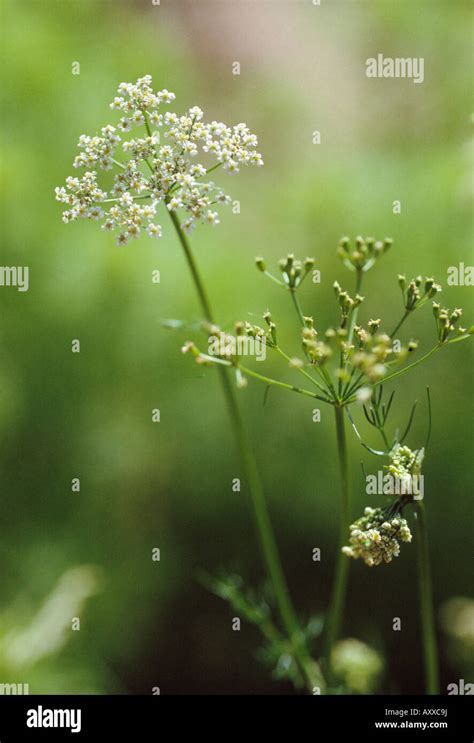 Coriander Coriandrum Sativum White Flowers On Long Stem Of Herb Plant