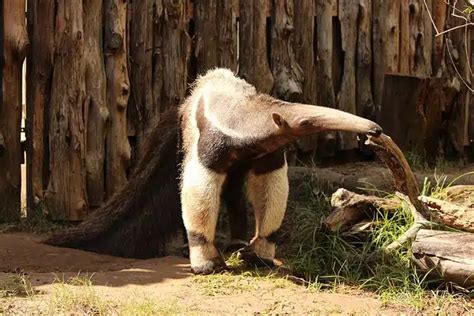 Giant Anteater - Animals Around The Globe