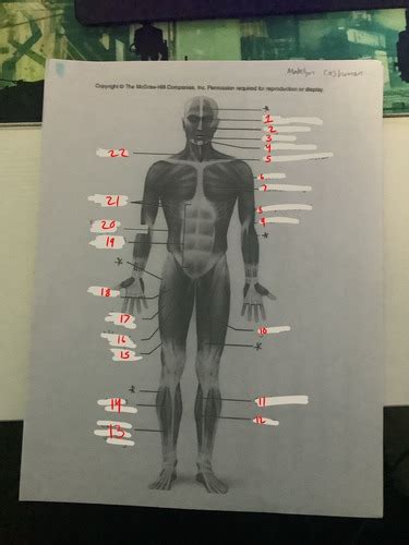 Muscle Front Back Anatomy Flashcards Quizlet