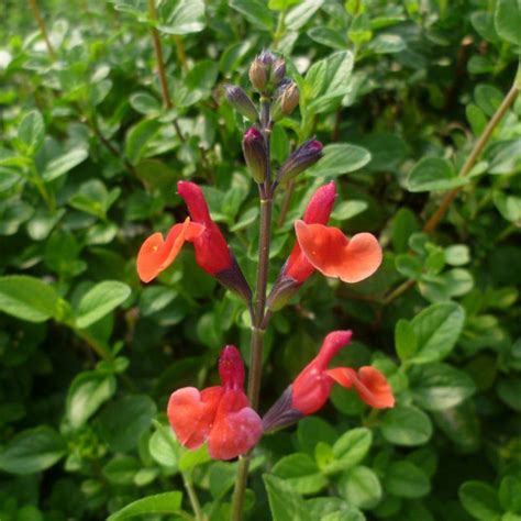 Salvia Microphylla El Duranzo Vente Sauge Orange