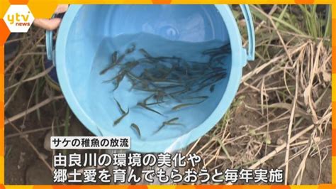 成長して戻ってきて！約5センチのサケの稚魚放流 16、17日の2日間で約5万匹 福知山市の由良川 │ 【気ままに】ニュース速報