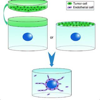 | 3D experimental settings for paracrine regulation of tumor cells on ...