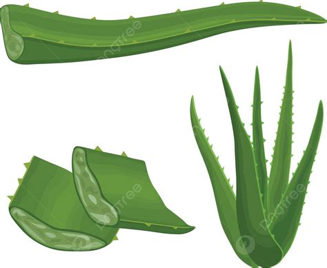 Ilustración De Vector De Aloe Vera Para Embalaje De Cuidado De La Piel