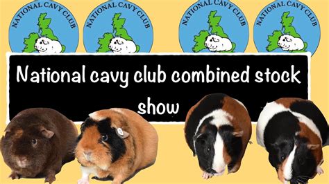 National Cavy Club Combined Stock Show 2022 The Crufts Of Guinea Pig