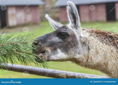 Portrait of a Bron Llama on Green Background Stock Image - Image of bron, fluffy: 126564979