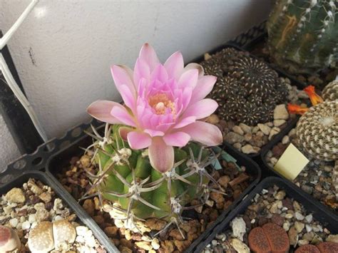 Gymnocalycium Achirasense V Orientale Cactus And Succulents Plants