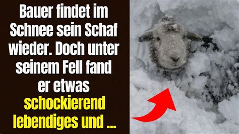 Bauer Findet Im Schnee Sein Schaf Wieder Doch Unter Dem Fell Fand Er