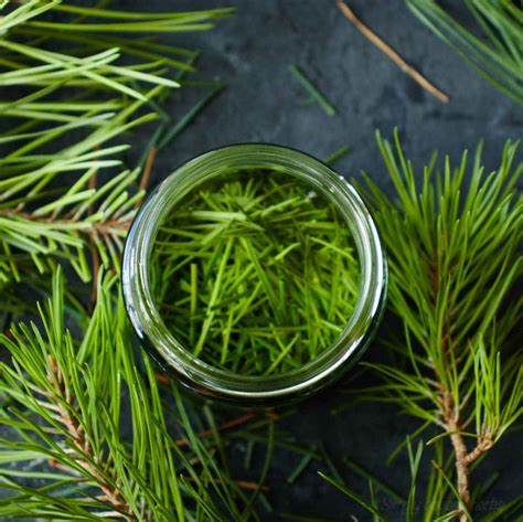 Pine Needle Tincture Recipe Simplybeyondherbs