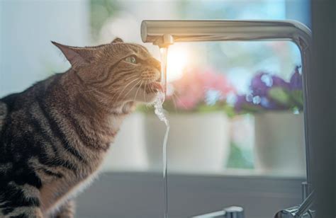 Il Gatto Ama L Acqua Quattro Zampe