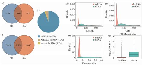 Identification And Characterization Of Long Non Coding Rnas Involved In