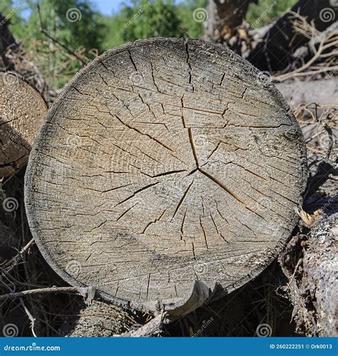 Round Section Of A Tree Trunk Stock Image Image Of Environmental