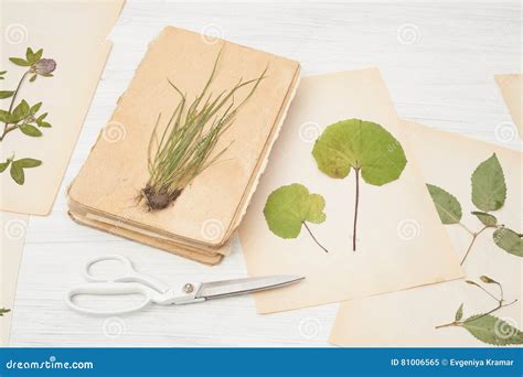 Herbarium Of Flowers And Grasses Stock Image Image Of Bouquet Herb