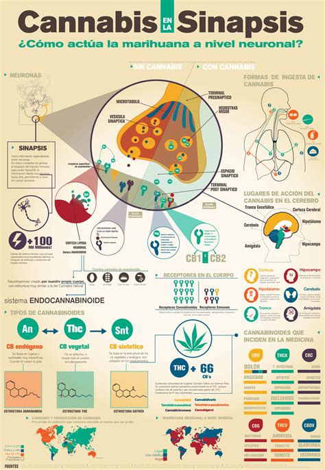 Infografías Alrededor Del Cannabis I Saltón Verde