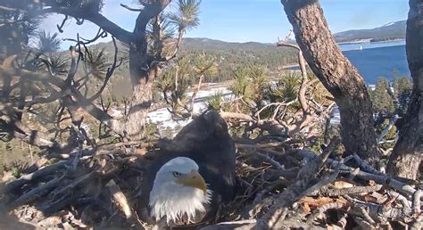 Bald Eagle Nesting Season Begins In Big Bear Lake Chirp Nature