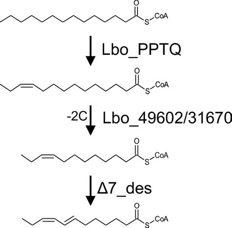 Proposed Pathways For Biosynthesis Of The Main Pheromone Component In