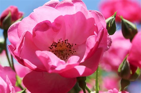 Chinesische Rose Blume Pflanze Kostenloses Foto Auf Pixabay Pixabay