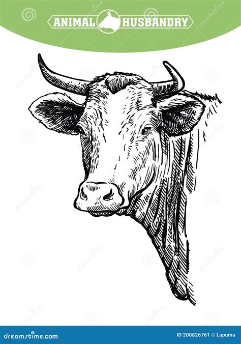 Breeding Cattle. Head of a Texas Longhorn Stock Vector - Illustration ...