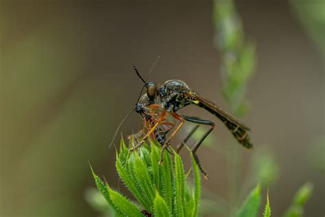 Common Red legged Robberfly Dioctria rufipes Moussy Niè Flickr