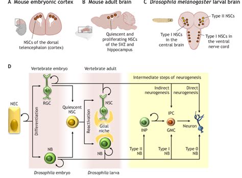 NSC Differentiation In Vertebrates And Drosophila A Schematic Of The