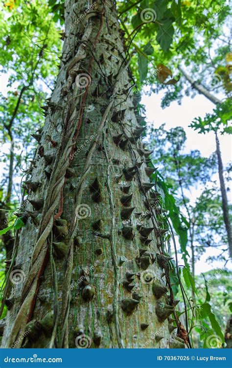 Kapok Tree Isolated On White Background Royalty Free Stock