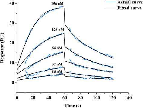 Surface Plasmon Resonance Spr Analysis Showing Binding Kinetics Of Download Scientific