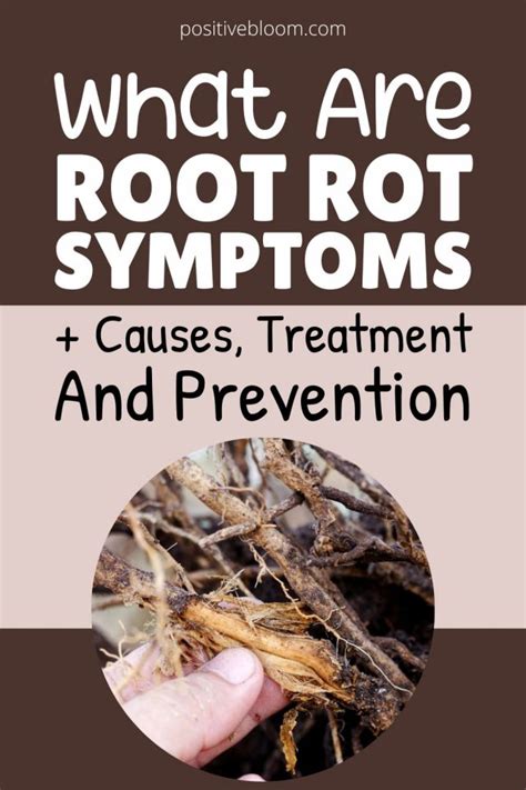 What Are Root Rot Symptoms + Causes, Treatment & Prevention