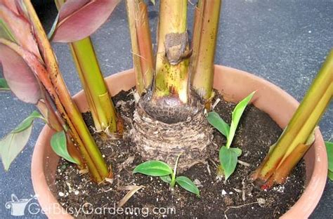 How To Propagate Banana Plants Get Busy Gardening