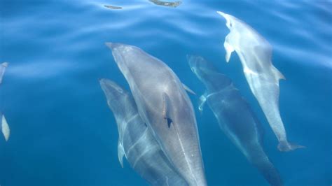 Lisbon Arr Bida Natural Park Dolphin Watching Boat Tour