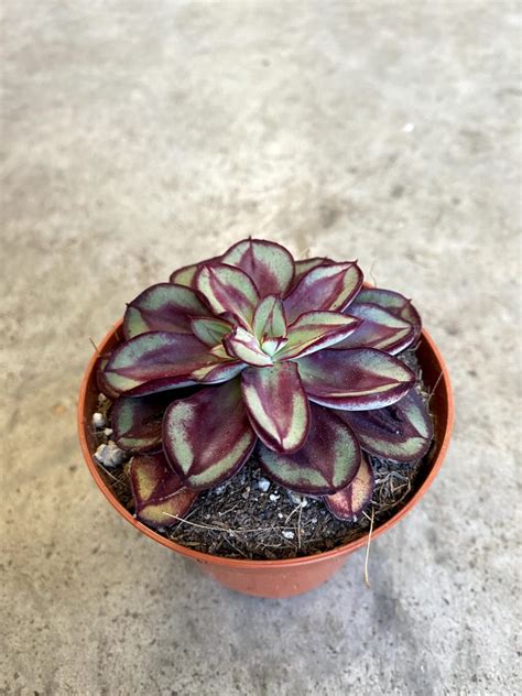 Echeveria Nodulosa Mil Y Pico Plantas