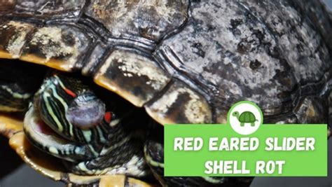 Red Eared Slider Shell Rot Causes Symptoms Treatment TurtleHolic