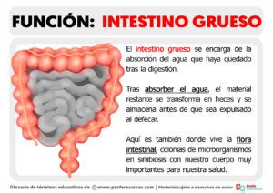 Función del intestino grueso