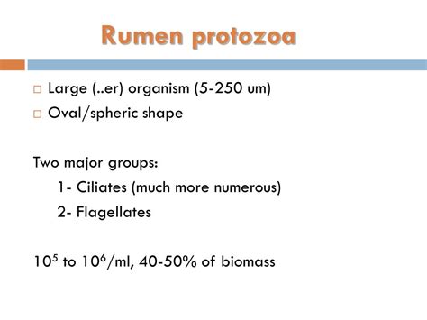 Ppt Rumen Microbes Powerpoint Presentation Free Download Id 6645490