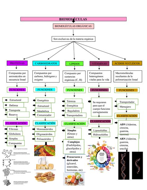 Mapa Conceptual De Biomol Culas Org Nicas Images And Photos Finder