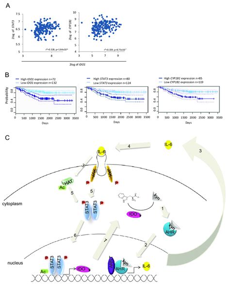 Influence Of The AHR IL 6 STAT3 IDO Signaling Loop On Survival A