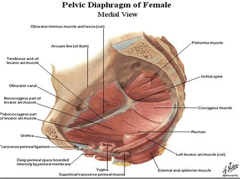 Pelvic Diaphragm Female Medial View Diagram Quizlet